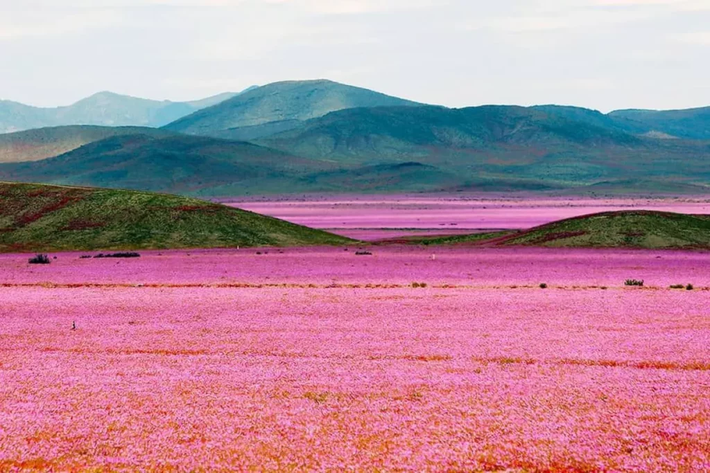 Chile Parque Nacional Desierto Florido