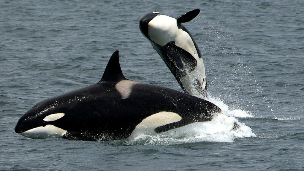 Orca bebé pide ayuda para salvar a su madre