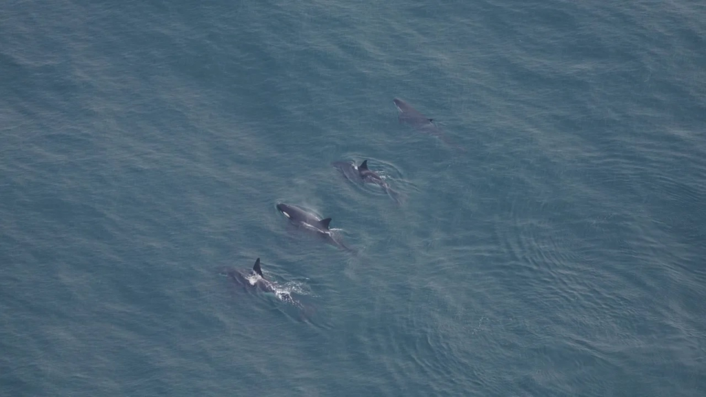 orcas nueva inglaterra