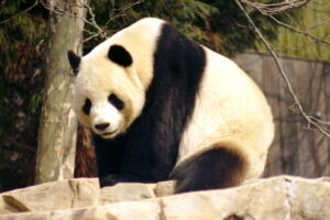 Oso panda gigante