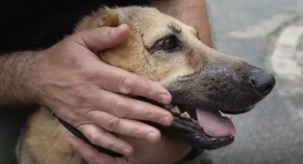 Policía de Hungría adoptó a perro herido en la guerra de Ucrania