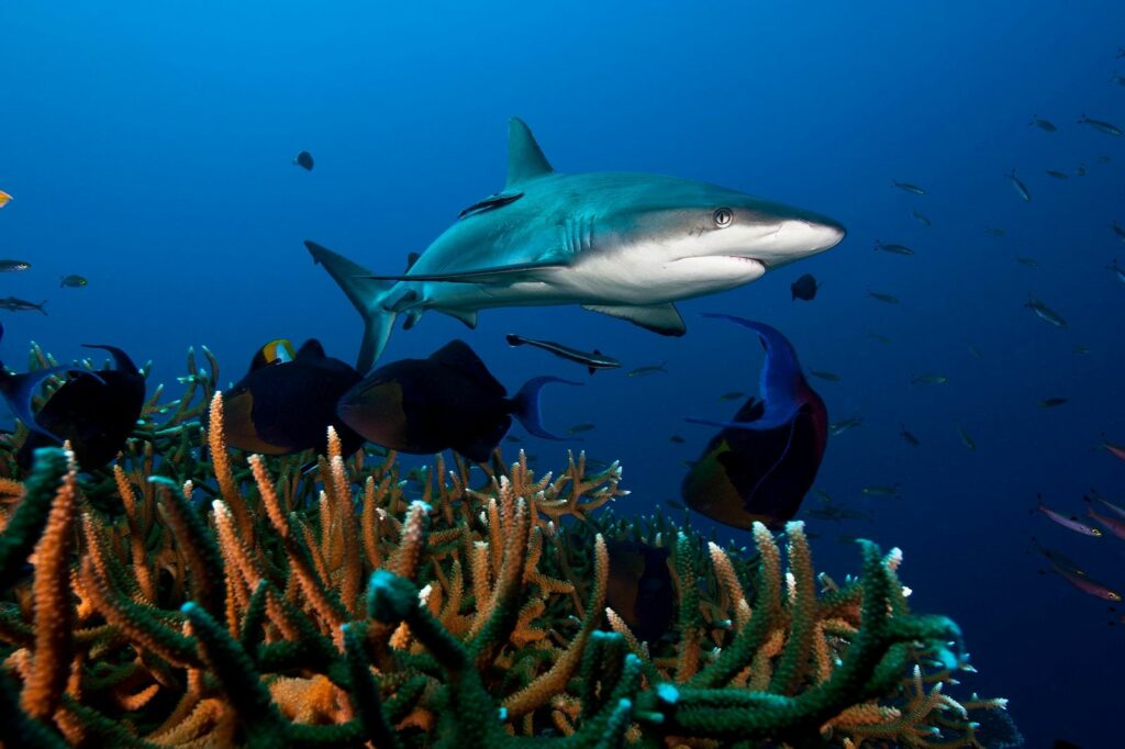 Tiburones de arrecifes de coral