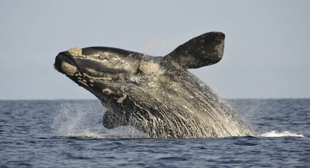 Ballenas Franca Austral