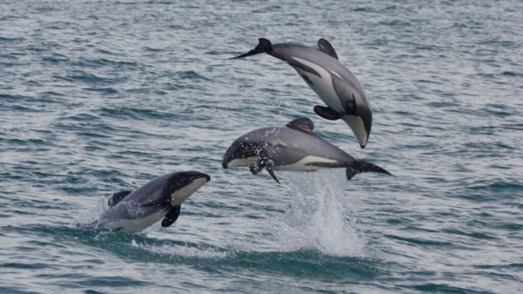 delfin-de-hector