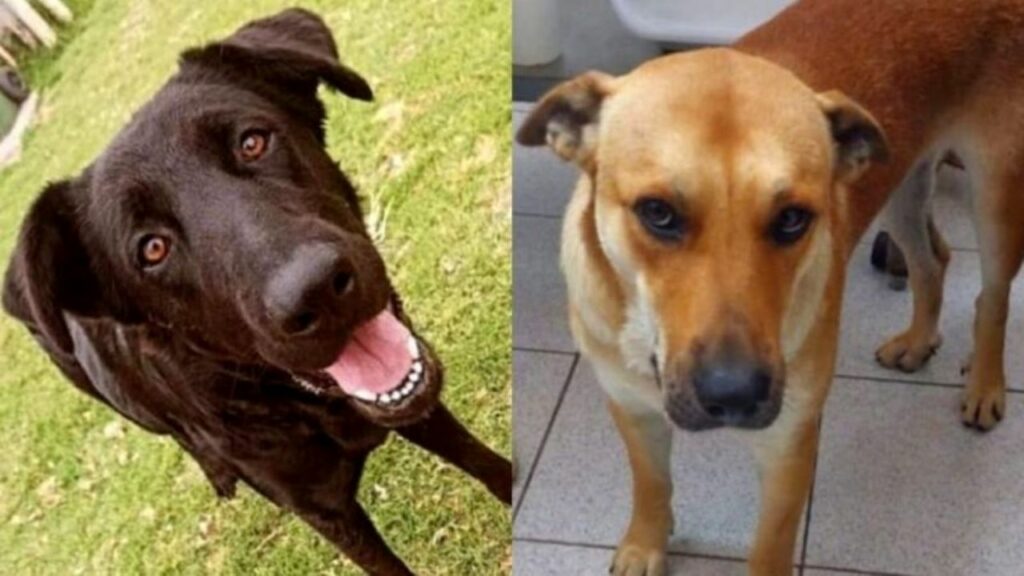 perros asesinados universidad de chile