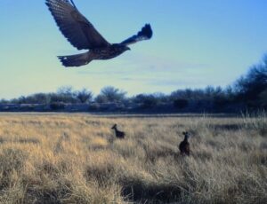 Qué se sabe de la especie de ciervo avistada por primera vez en Mendoza: podría haber 5 ejemplares. Foto: Gobierno de Mendoza