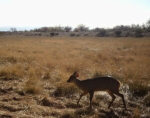 Qué se sabe de la especie de ciervo avistada por primera vez en Mendoza: podría haber 5 ejemplares. Foto: Gobierno de Mendoza