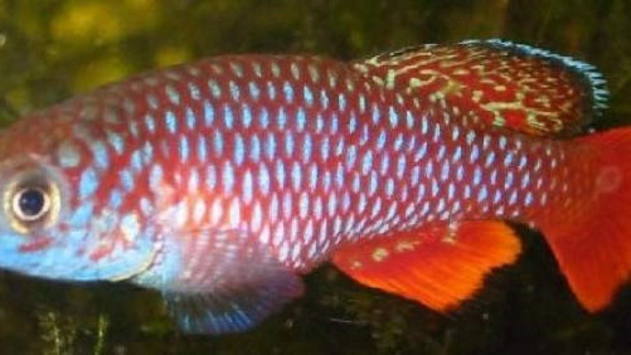 Nueva especie de pez "killi de la lluvia" en Misiones