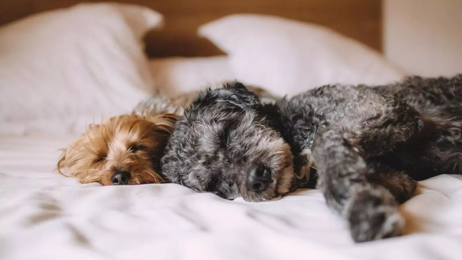 perros