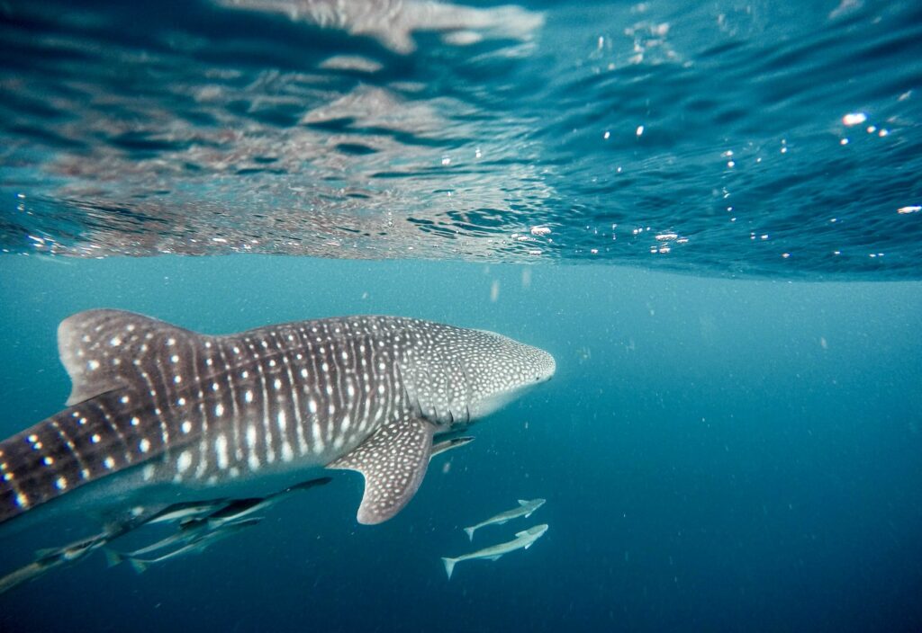 El tiburón ballena es una especie en peligro de extinción