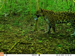A jaguar in Iguazú Falls