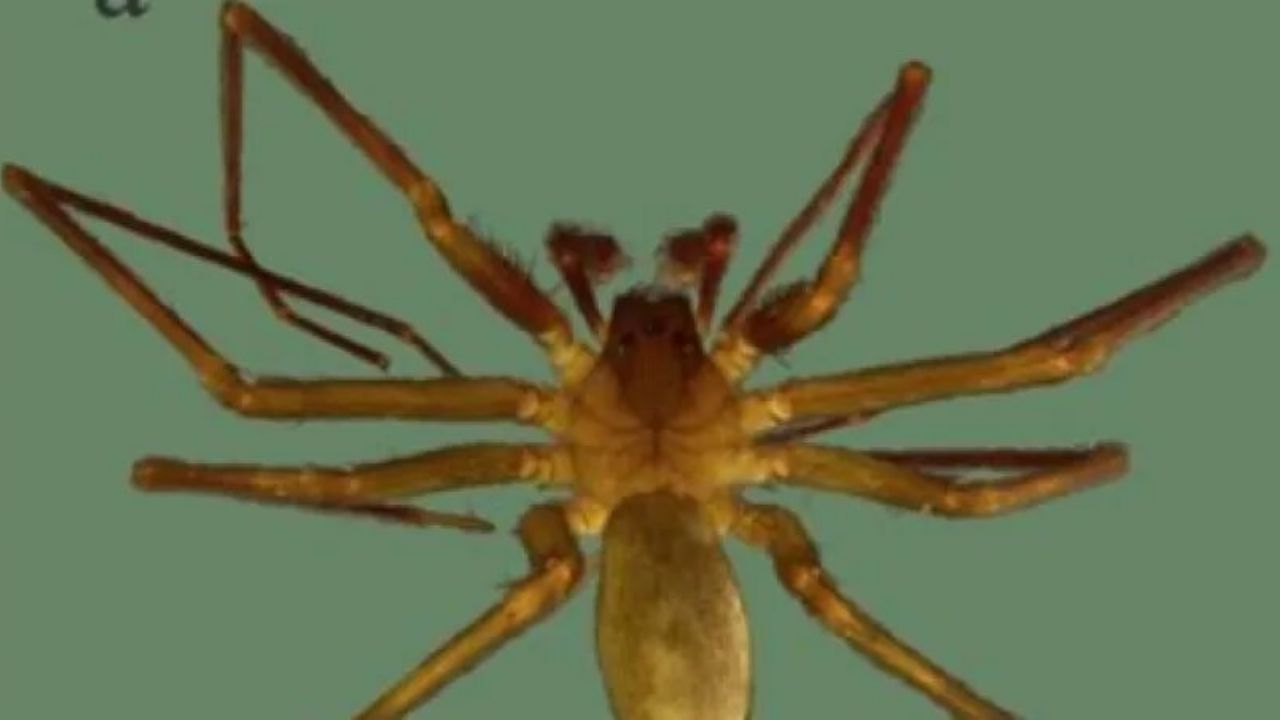 aranhas venenosas