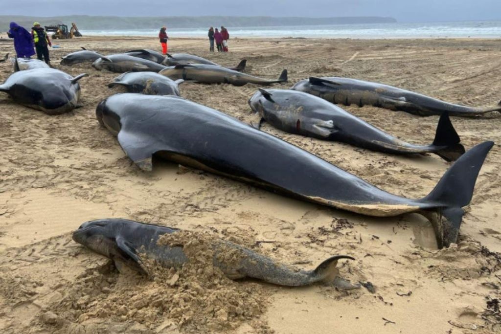 Ballenas muertas en Escocia