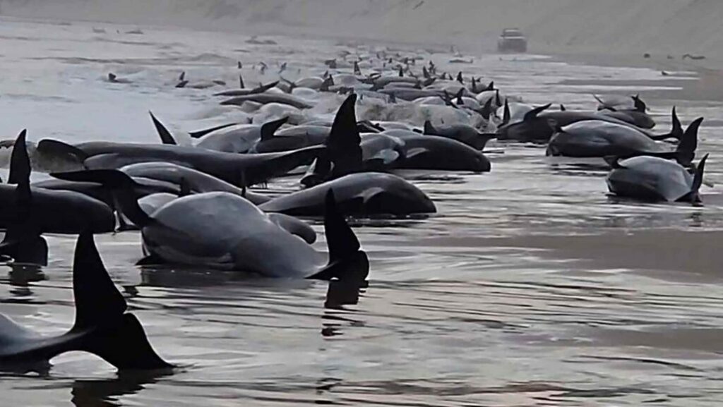 Más de 50 ballenas piloto mueren al quedar varadas en una playa de Australia