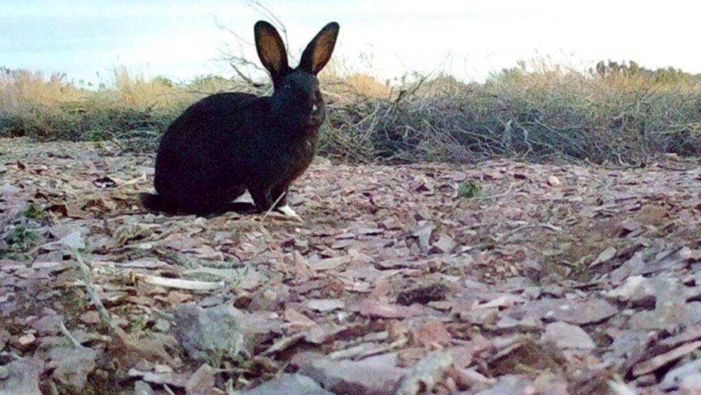 conejos chubut