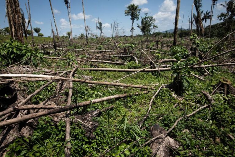 Deforestación ilegal: detuvieron a 26 personas en la triple frontera de Paraguay, Brasil y Argentina