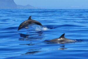 Los animales mas inteligentes del planeta con el delfín