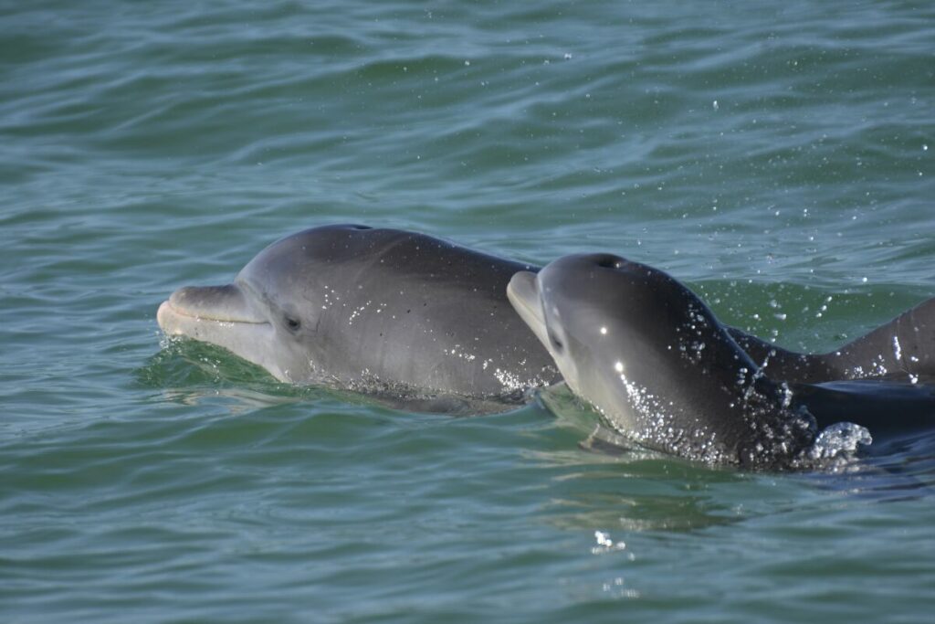 Delfines en el Golfo San Matías.