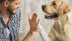 dogs and humans