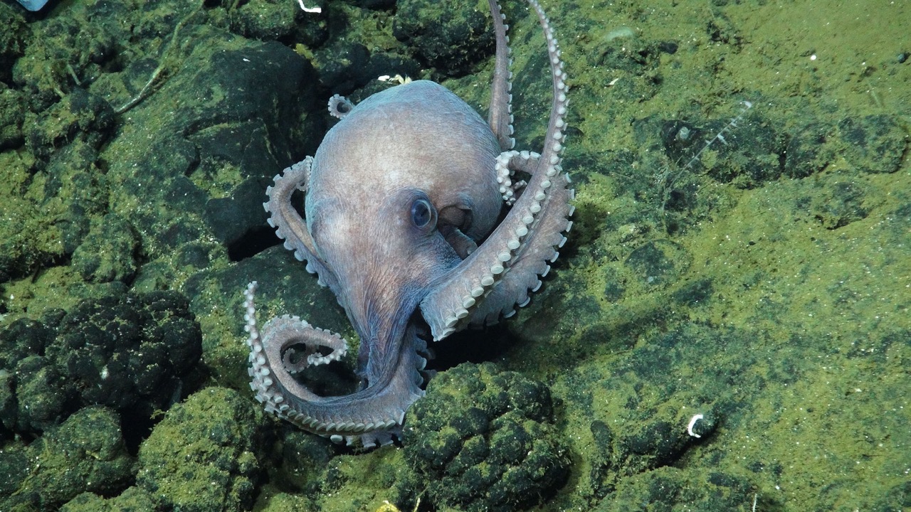 octopuses