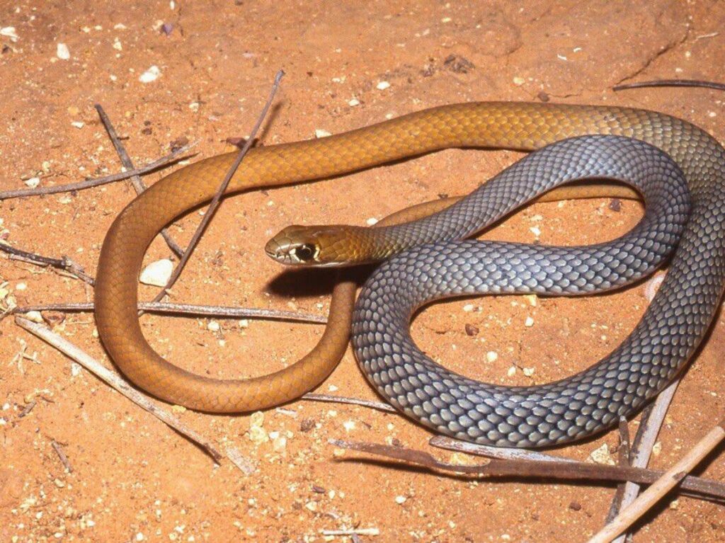serpiente venenosa australia