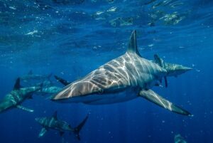 tiburones