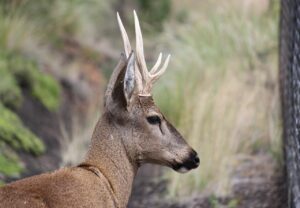 Un nuevo nacimiento de huemul trae esperanzas en Chubut.