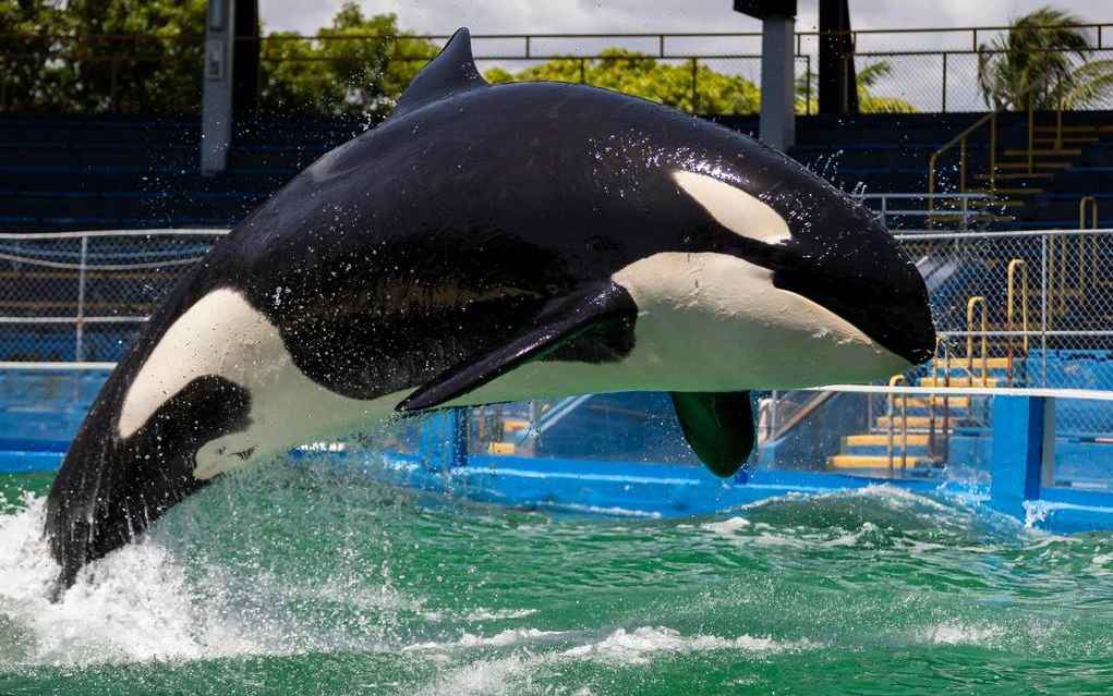 Muere Orca cautiva en acuario de Miami