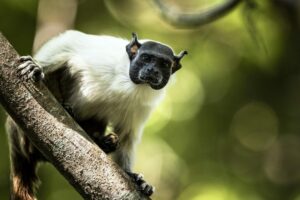 Primate amenazadode la Amazonía
