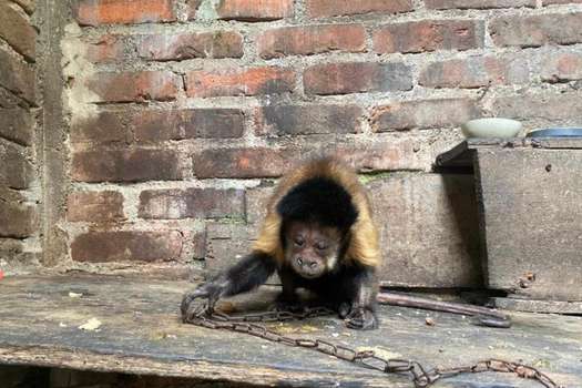 Rescatan a un mono en Colombia