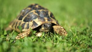 Tortugas