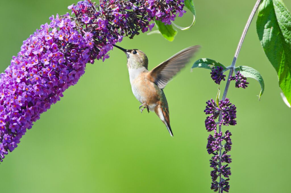 colibríes