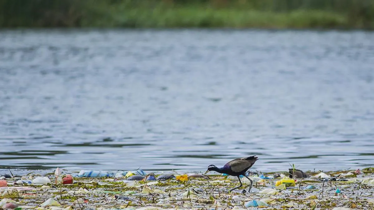 contaminación urbana del plástico