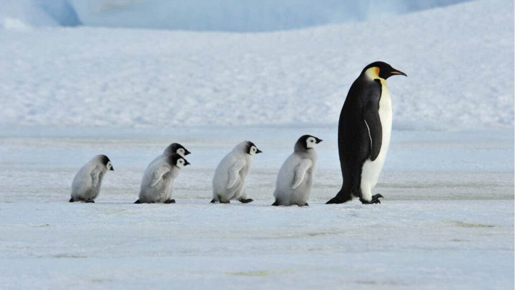 crías de pingüinos