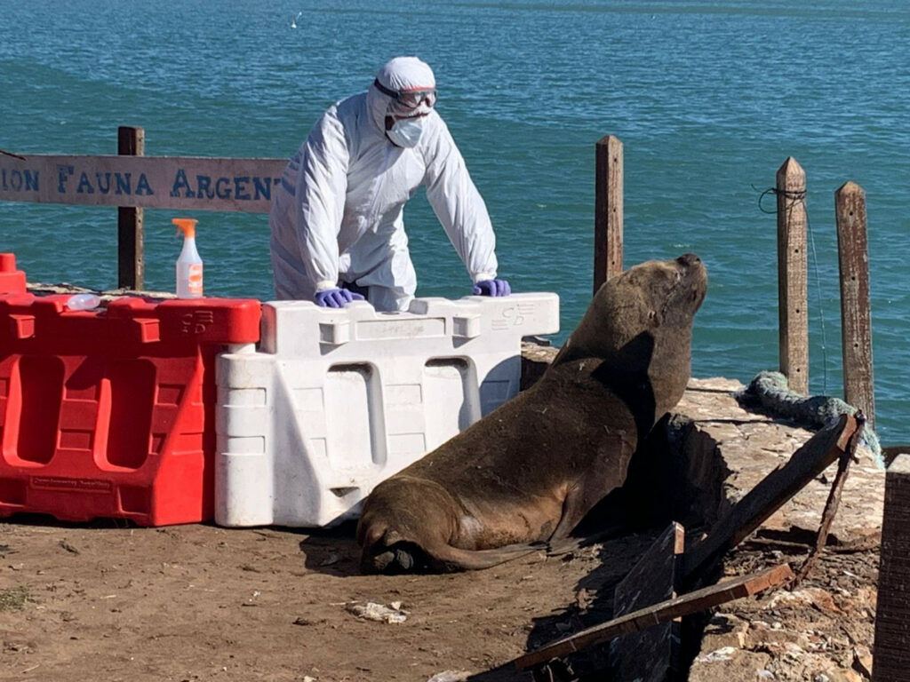 Muerte de lobos marinos por Influenza Aviar en Argentina