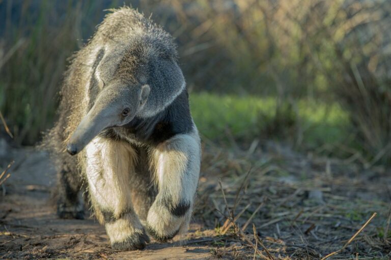 Se cumplen cinco años del primer oso hormiguero reinsertado en los Esteros del Iberá