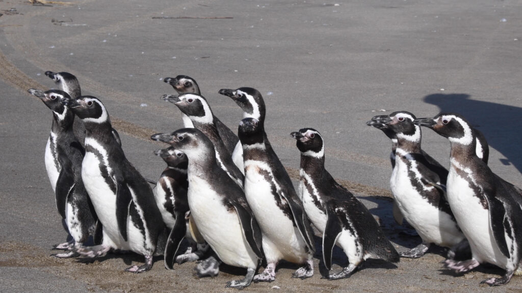 pingüinos rehabilitados