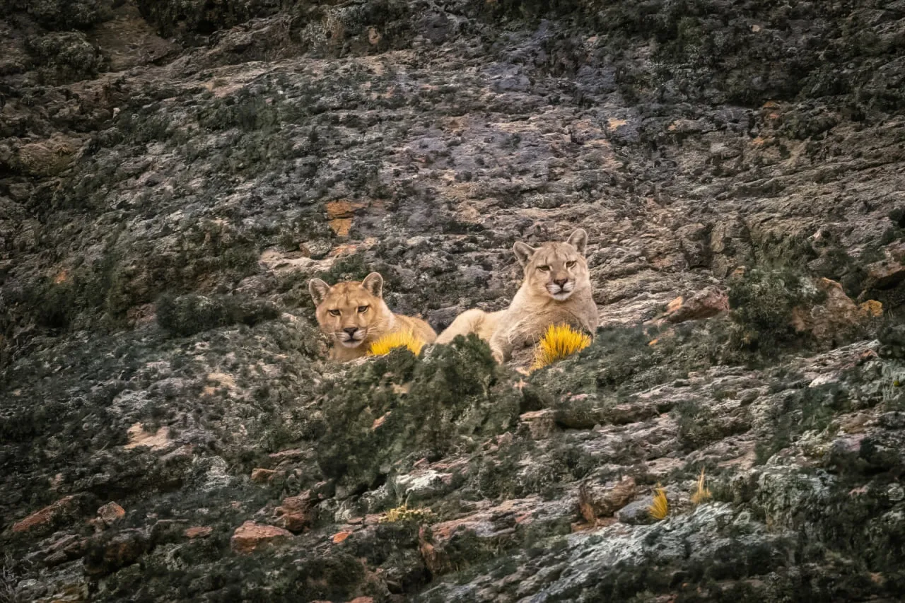 pumas