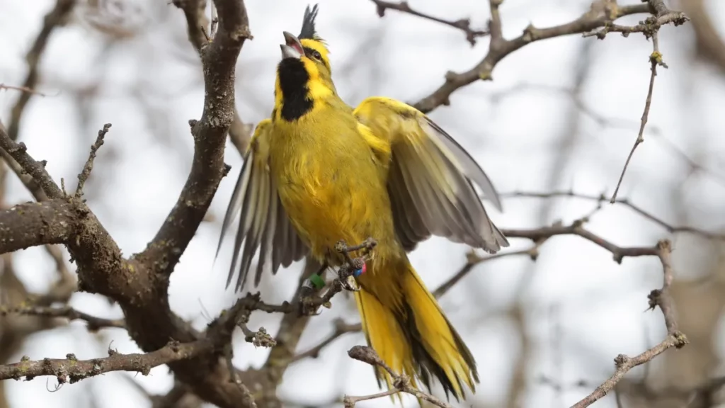 Cardenal Amarillo