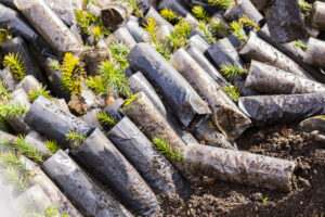 Plantines de araucaria para restaurar el bosque incendiado