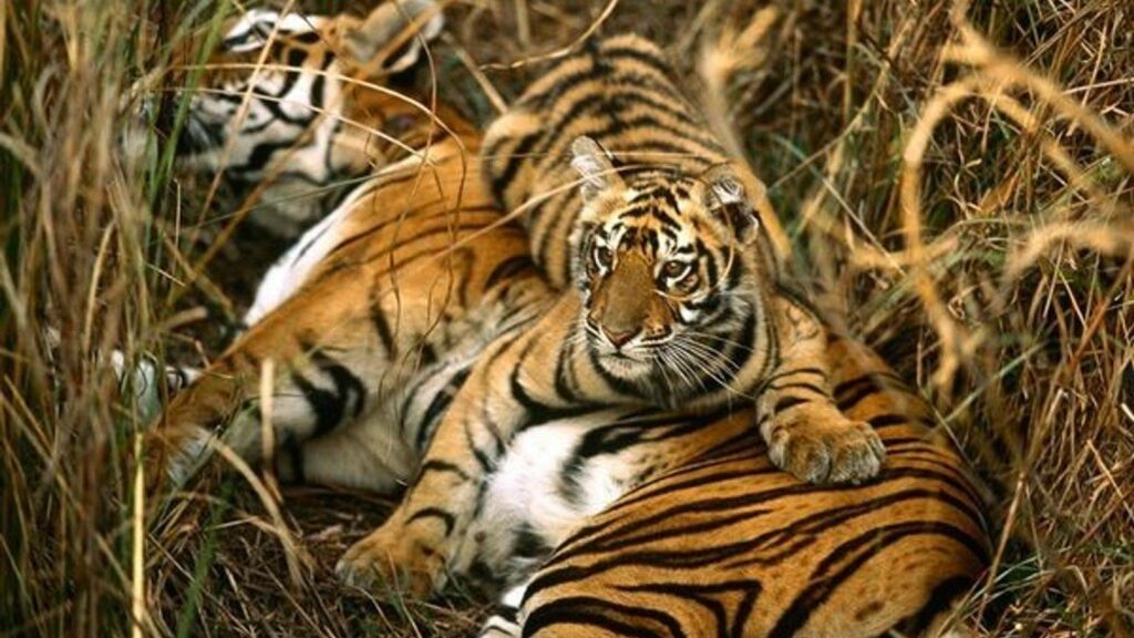 Población de tigres