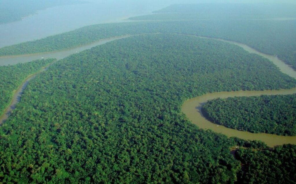 bosques sudamericanos