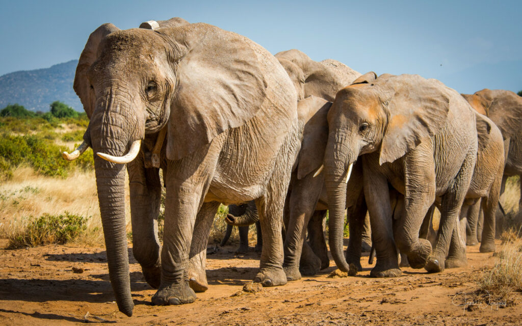 elefantes en áfrica