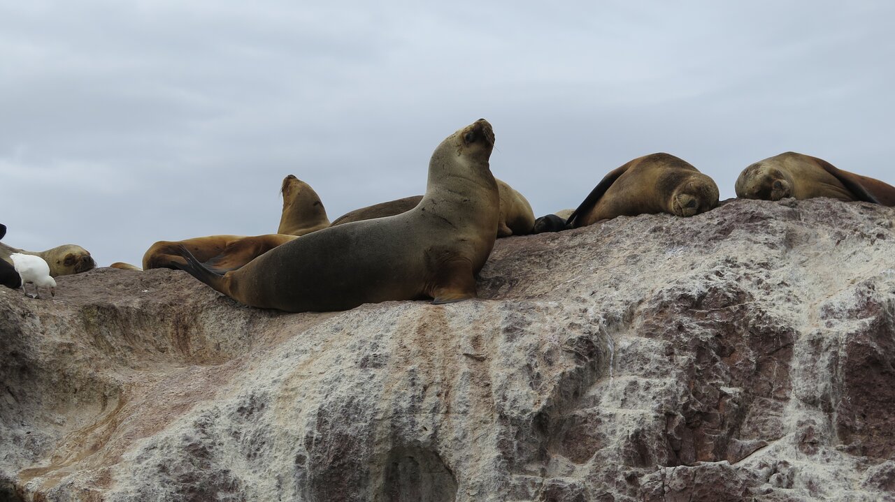 Por qué no había más lobos marinos en California. 