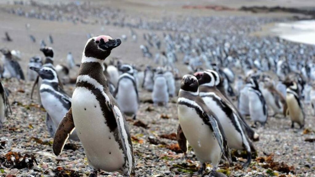 Los primeros pinguinos de la temporada van llegando a las reservas