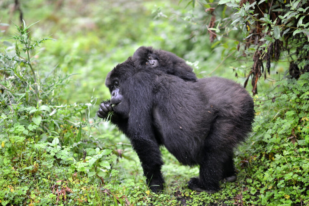 El cambio de dieta de los gorilas por el cambio climático