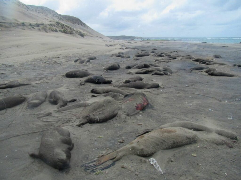 El impacto en las crías de elefantes marinos en Península Valdés