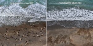 Mortalidad de crías de elefante marino del Sur (Mirounga leonina) en las playas de Punta Delgada, octubre 2023. Sobre la derecha un lobo marino muerto (Otaria flavescens). Foto: Ralph Vanstreels. 