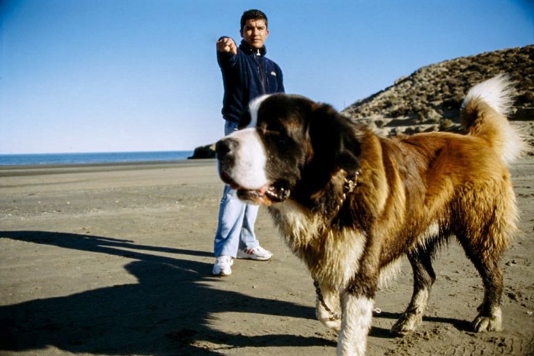 En Las Grutas prohiben la presencia de perros para proteger a la fauna marina