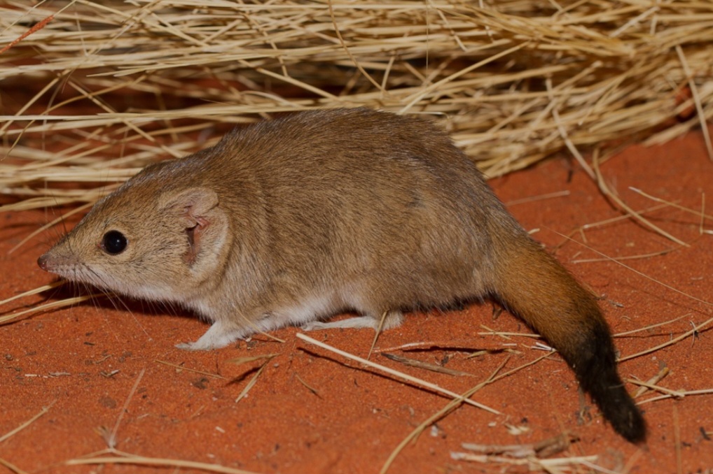 Marsupiales probablementes extintos